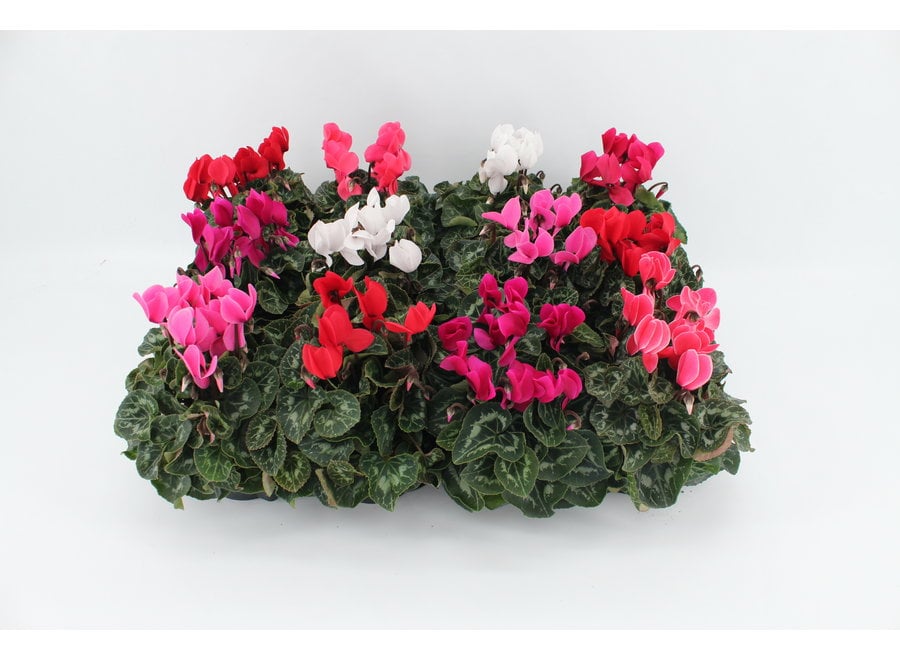 Cyclamen midi mix