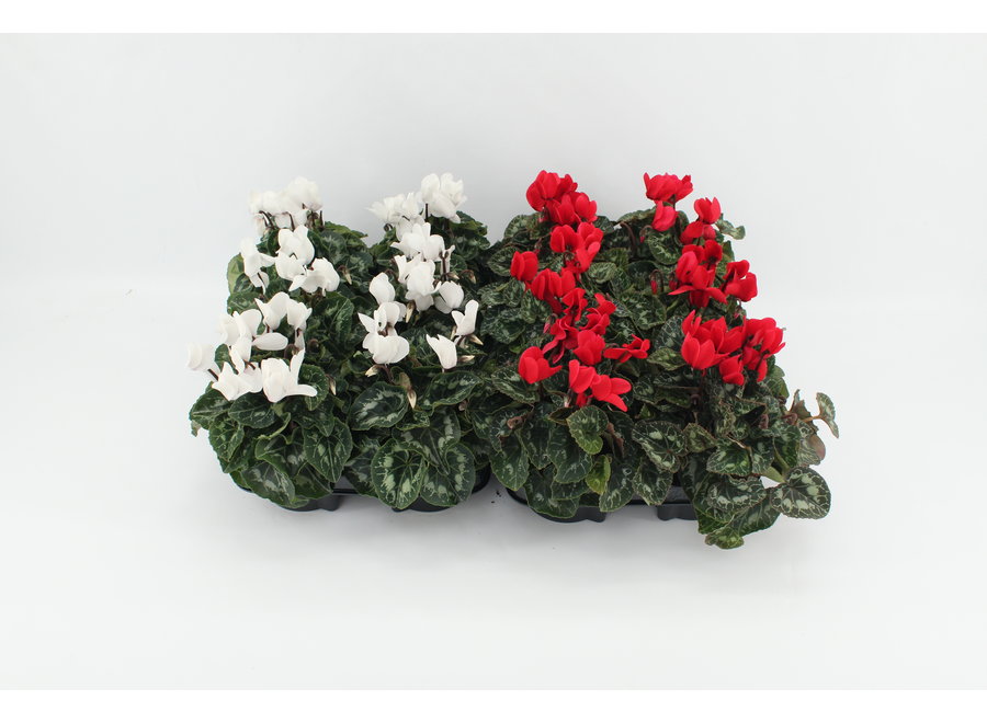 Cyclamen midi rood/wit - 12 stuks