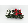 Cyclamen midi rood/wit - 12 stuks