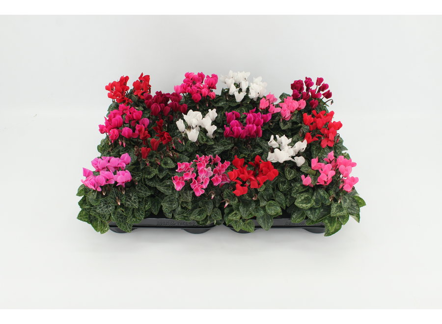 Cyclamen mini mix - 18 stuks