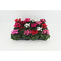 Cyclamen mini mix - 18 stuks