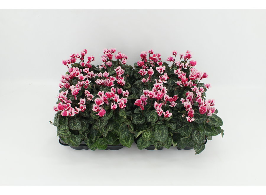 Cyclamen Goblet