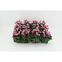 Cyclamen Goblet - 12 stuks