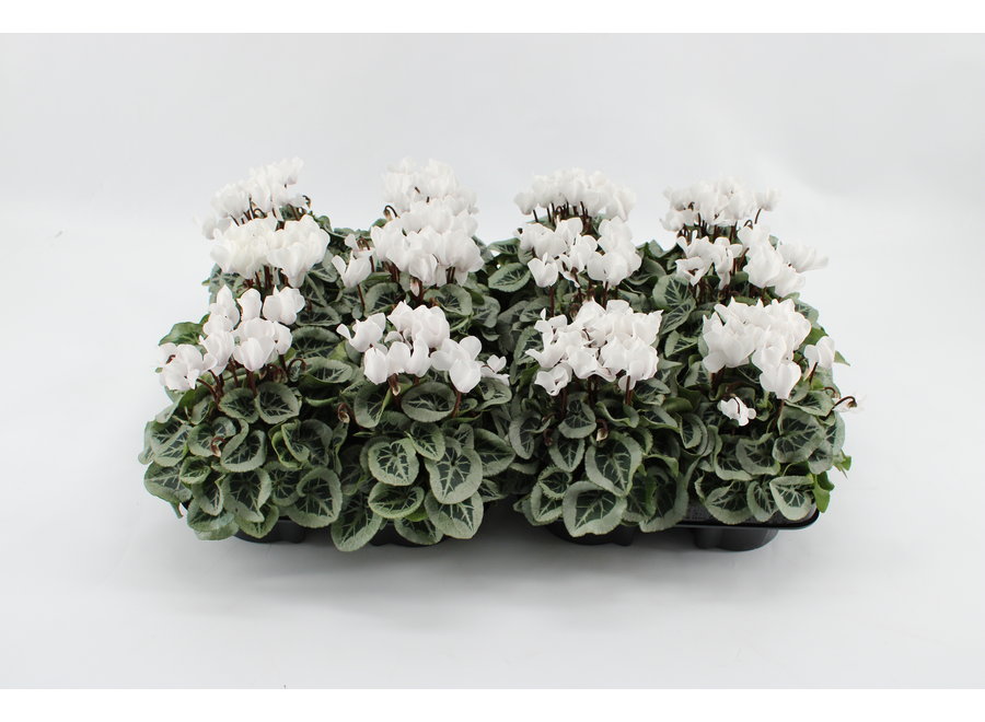 Cyclamen Picasso wit - 12 stuks