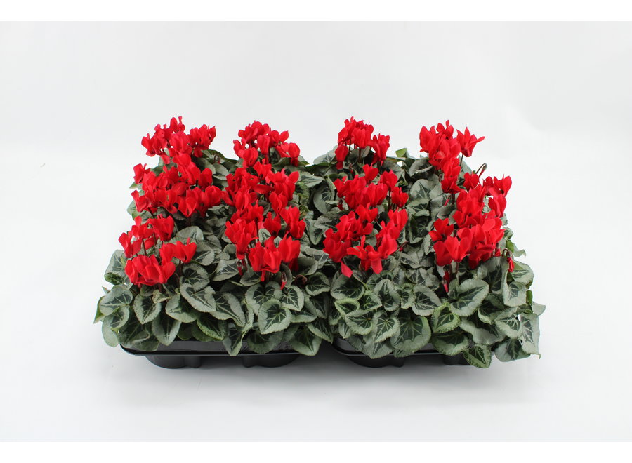 Cyclamen Picasso rood - 12 stuks