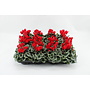 Cyclamen Picasso rood - 12 stuks