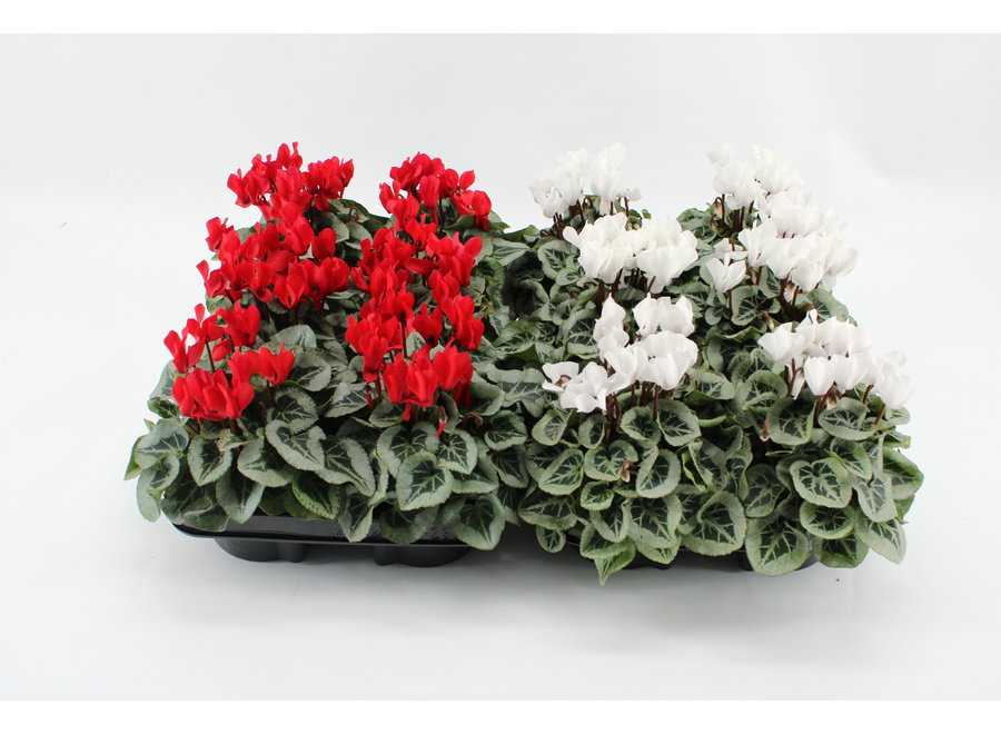 Cyclamen Picasso rood/wit
