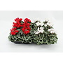 Cyclamen Picasso rood/wit - 12 stuks