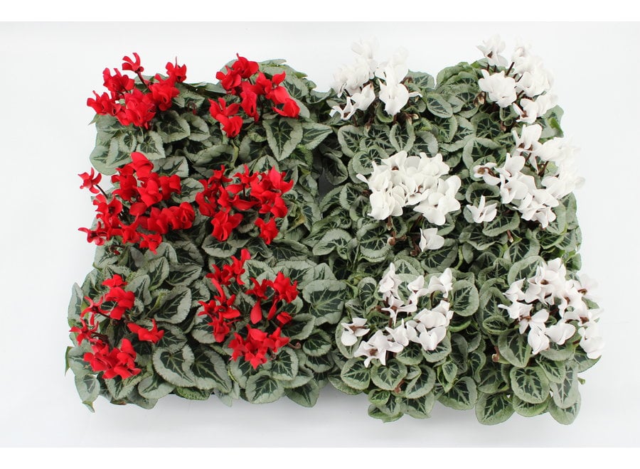 Cyclamen Picasso rood/wit - 12 stuks