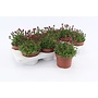 Saxifraga rood - 8 stuks