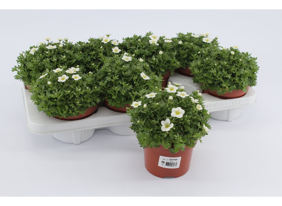 Saxifraga wit - 8 stuks