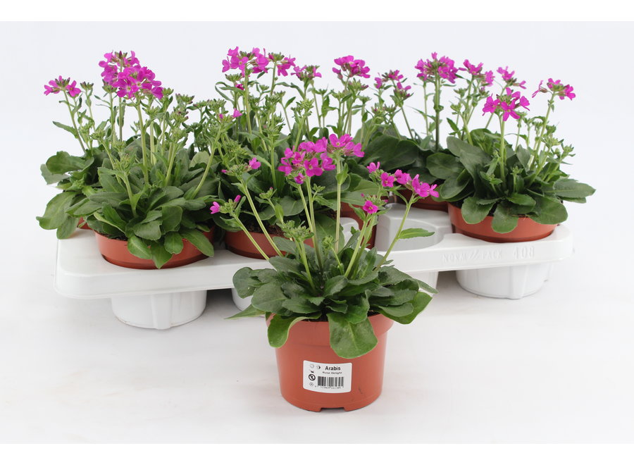 Arabis Rose Delight - 8 stuks