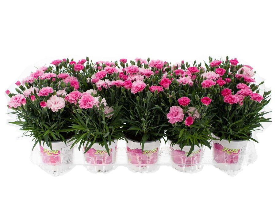 Dianthus I love you - 10 stuks