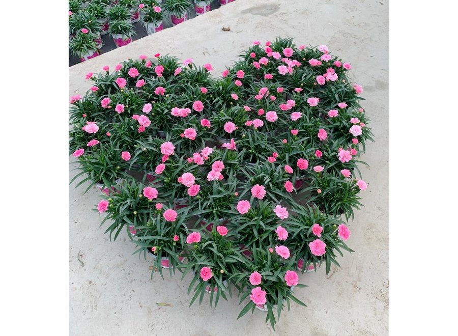 Dianthus I love you - 10 stuks