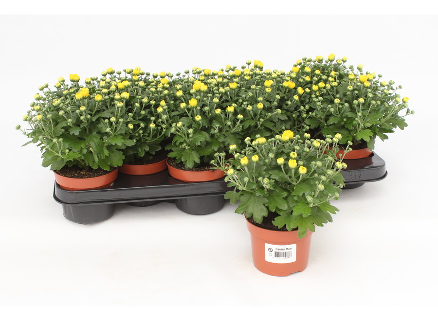 Chrysanthemum Gardenmum geel - 12 stuks