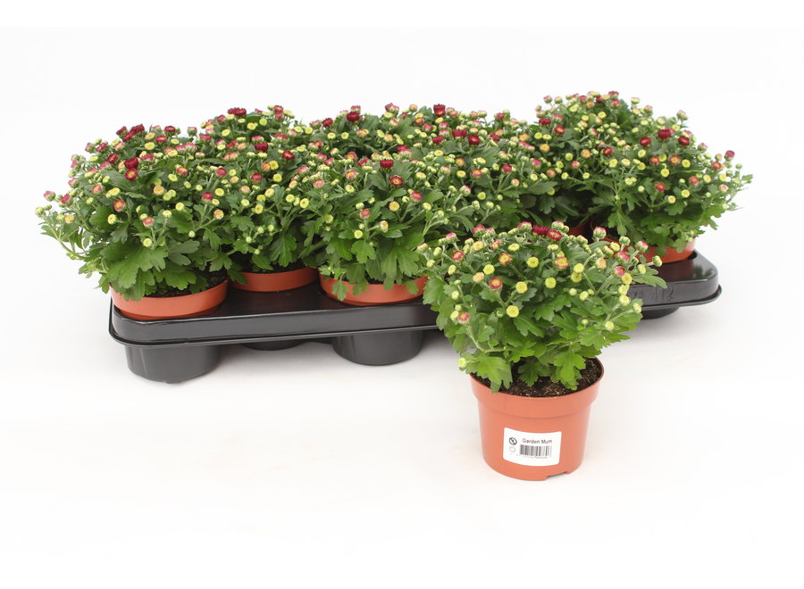 Chrysanthemum Gardenmum rood - 12 stuks