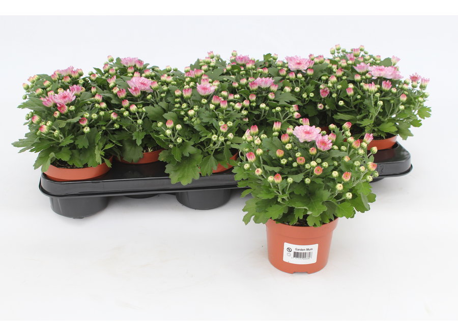Chrysanthemum Gardenmum roze - 12 stuks