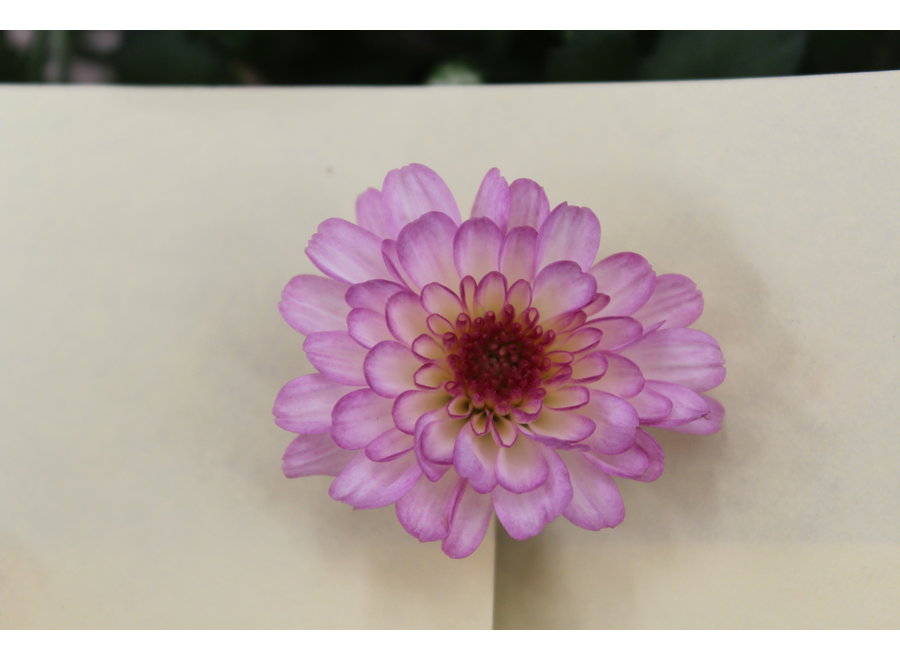 Chrysanthemum Gardenmum roze - 12 stuks