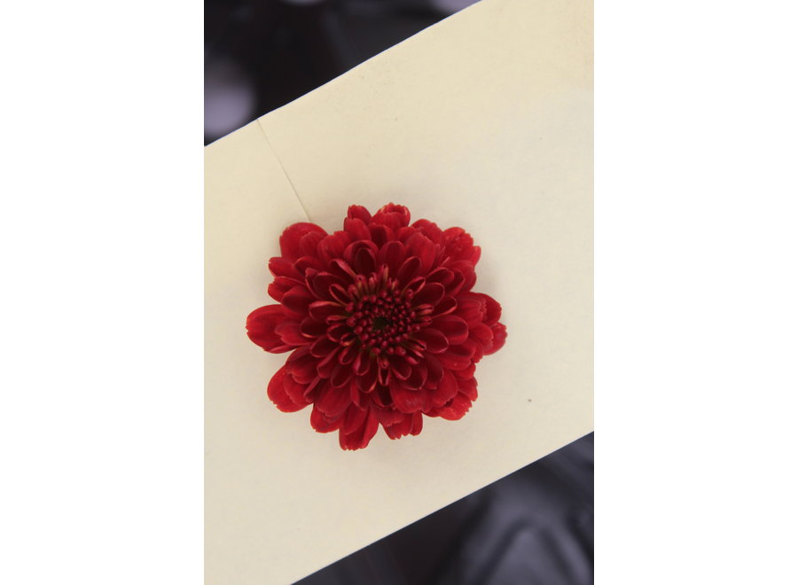 Chrysanthemum Gardenmum rood - 12 stuks