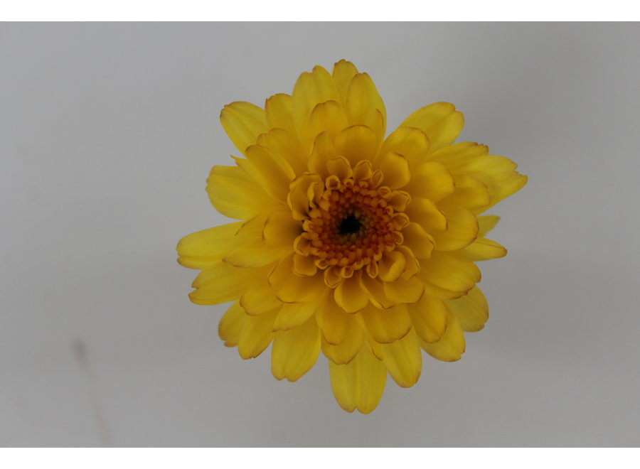 Chrysanthemum Gardenmum geel - 12 stuks
