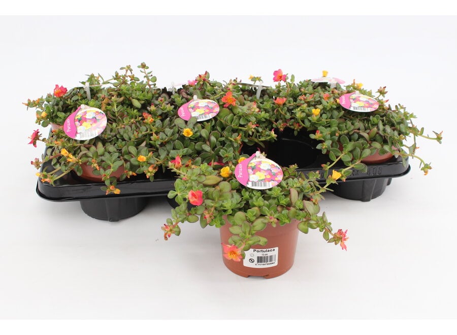 Portulaca carnaval