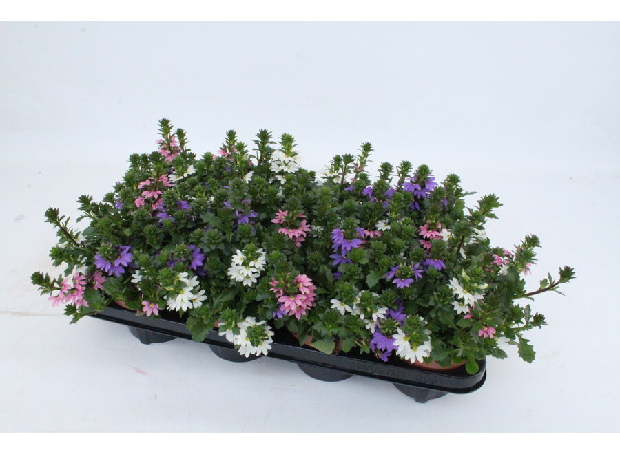 Scaevola Tricolor