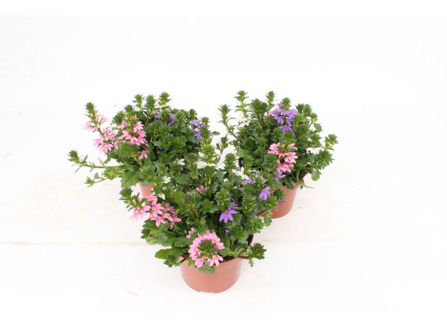 Scaevola Tricolor