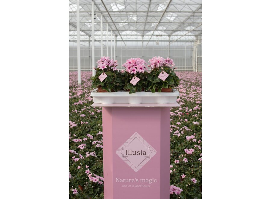 Cyclaam Illusia 6 stuks