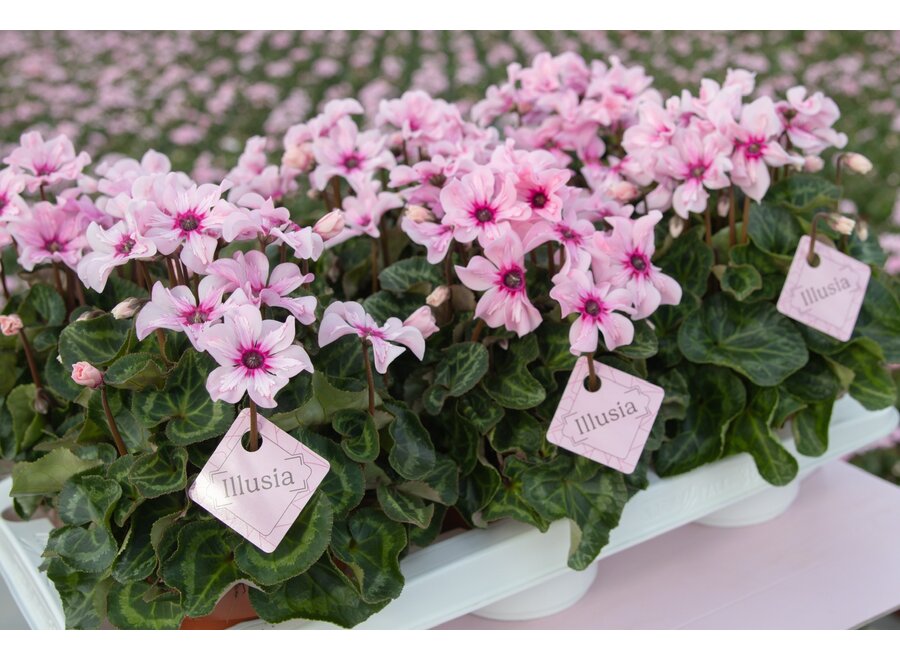 Cyclaam Illusia 6 stuks