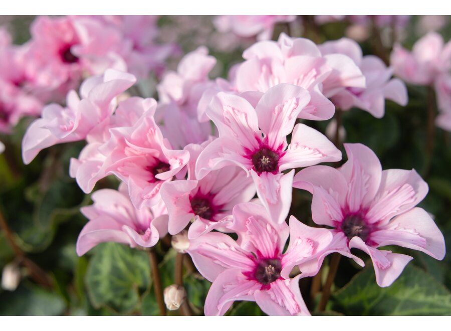 Cyclaam Illusia 6 stuks