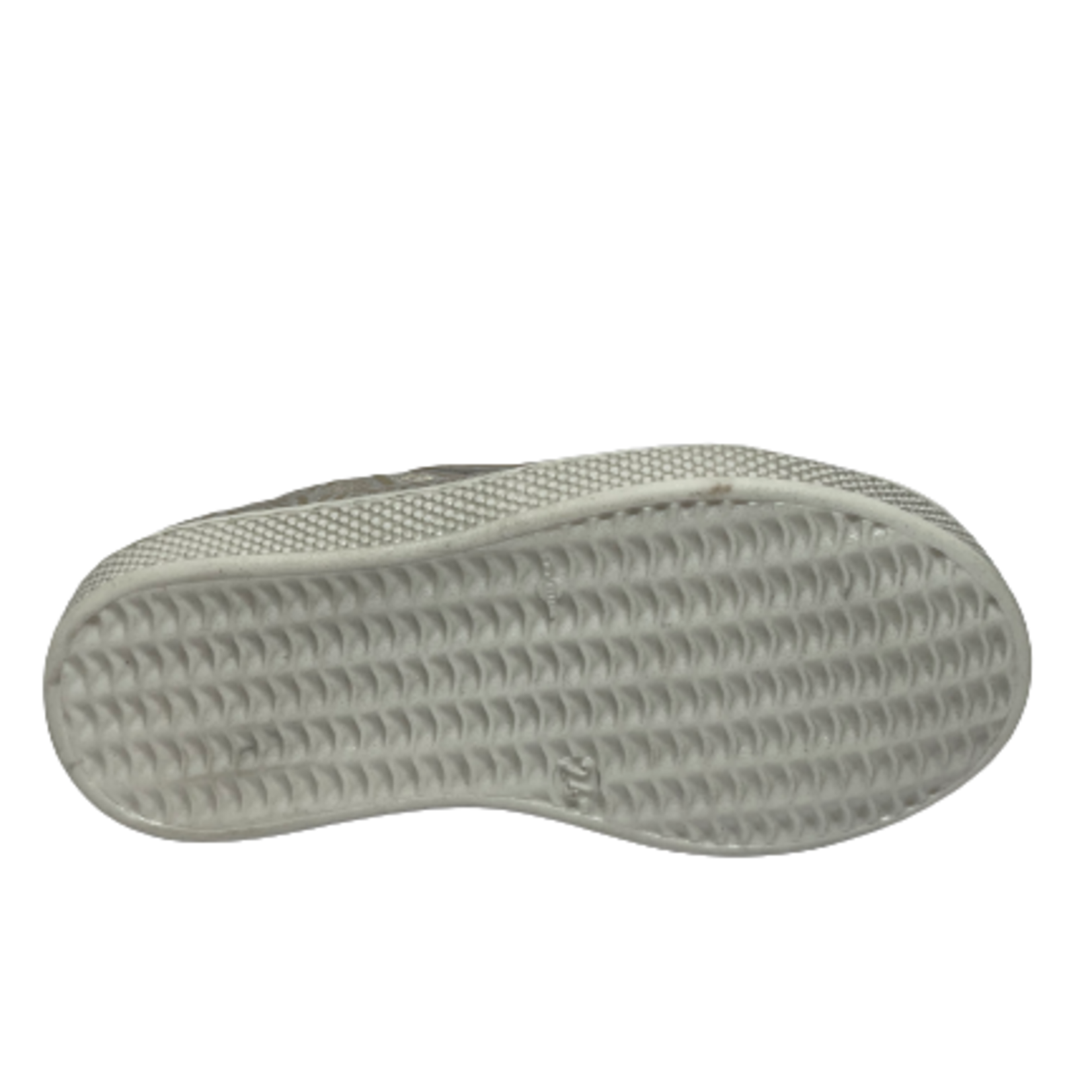 Lunella Lunella Plant Goud