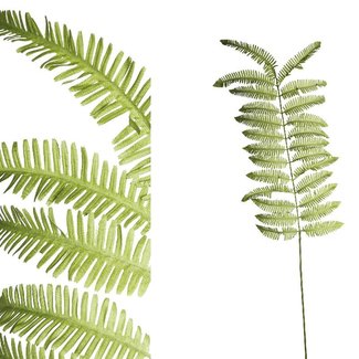 PTMD Fern Plant green fern leaf