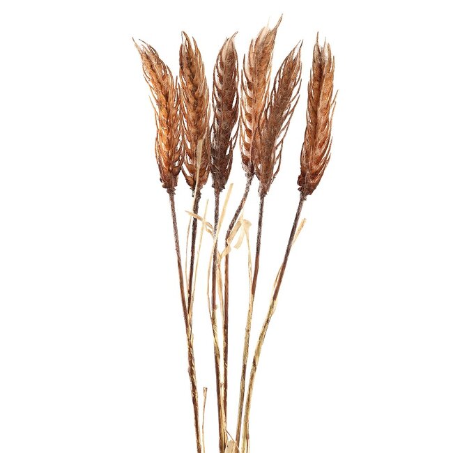 PTMD Twig Plant light brown cereal plant spray