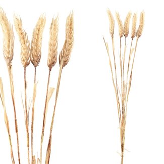 PTMD Twig Plant beige cereal plant spray