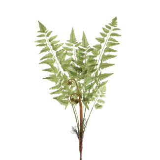 PTMD Fern Plant green fern pick
