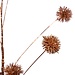 PTMD Twig Plant copper billy buttons spray