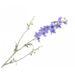 Silk-Ka DELPHINIUM TAK BL/PRS 101CM