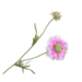 Silk-Ka SCABIOSA TAK LAV/CR 53 cm