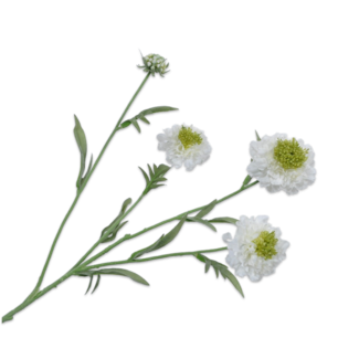 Silk-Ka SCABIOSA TAK CREME 80 cm