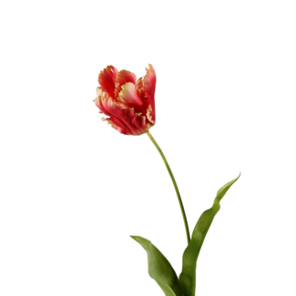 Parkiet tulp rood-geel 83cm