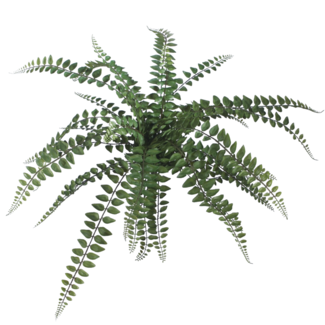 Ruffle Fern