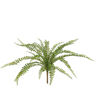 Boston Fern Bush 38cm