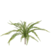 Boston Fern Bush 38cm