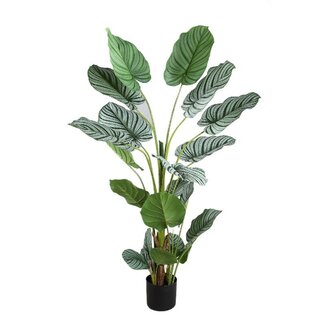 PTMD Tree Green Calathea Orbifolia in back pot
