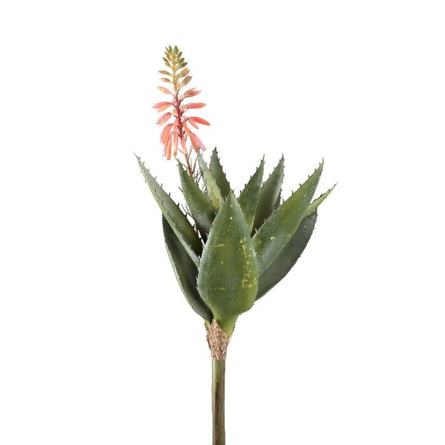 PTMD Succulent Plant aloe green pink flower