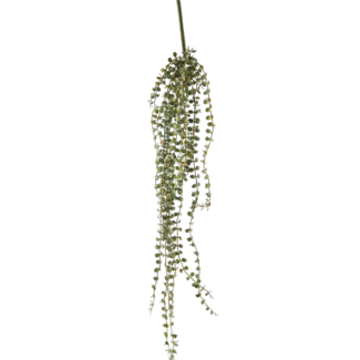 Hangplant Nickles Succulent 71cm
