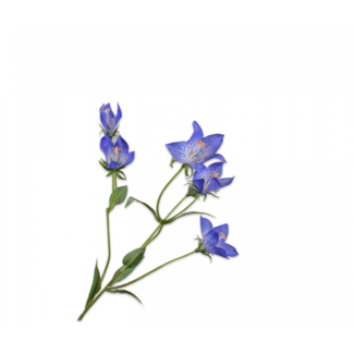 Silk-Ka CAMPANULA TAK BLAUW 62 cm