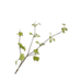 Silk-Ka GINKGO TAK GROEN 83 cm