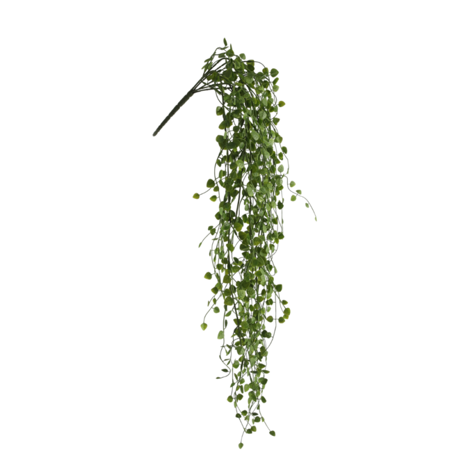 Hangplant Muehlenbeckia 80cm