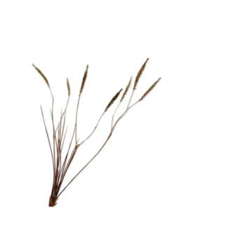 Silk-Ka GRAS TAK GOUD 102 cm